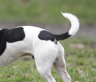 Specific tail wags provide information about the emotional state of dogs.